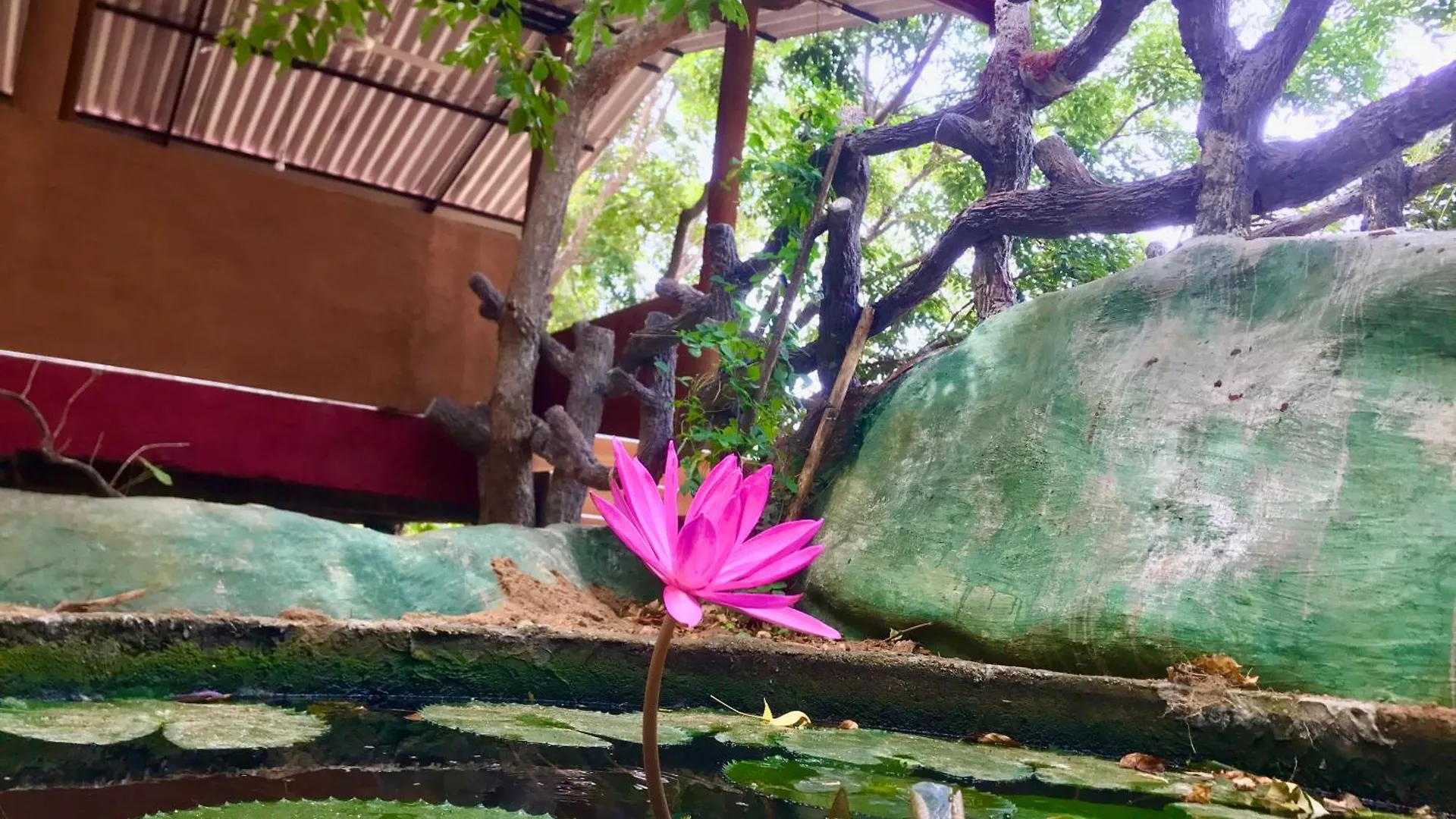 Darshani Lodge Sigiriya